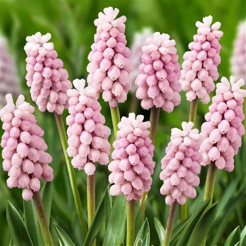 Muscari Pink Sunrise